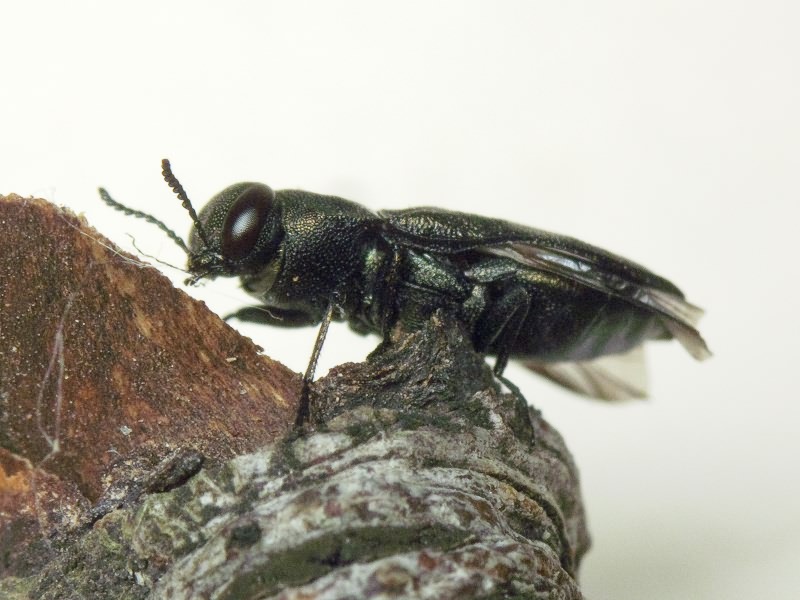 Anthaxia quadripunctata quadripunctata (Linnaeus, 1758)